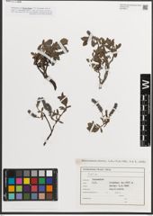 Foto von Salix L.
